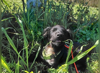 Dusty – Quirliger Welpe mit Herz sucht sein Zuhause