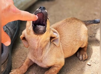 Mini Mina - zuckersüße Zaubermaus sucht Familie