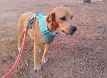 Zoro – Süßer Traumbursche sucht seine eigene Familie