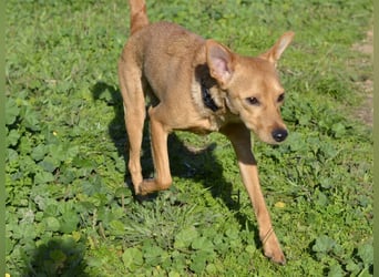 Pippo - ist reserviert