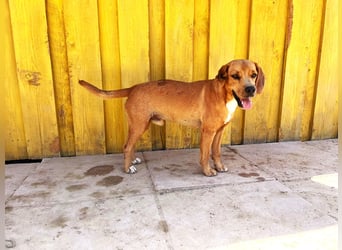 Zoro – Süßer Traumbursche sucht seine eigene Familie