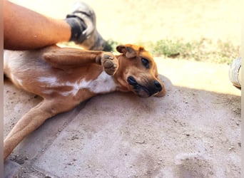 Zoro – Süßer Traumbursche sucht seine eigene Familie