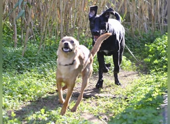 Pippo - ist reserviert