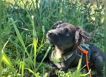 Dusty – Quirliger Welpe mit Herz sucht sein Zuhause