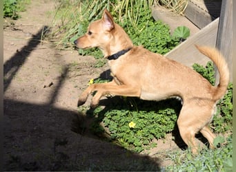 Pippo - ist reserviert