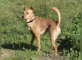 Pippo - ist reserviert