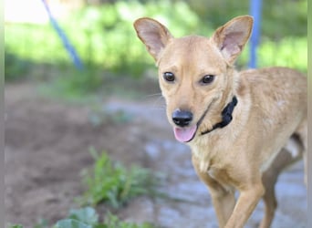 Pippo - ist reserviert