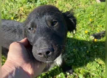 Dusty – Quirliger Welpe mit Herz sucht sein Zuhause