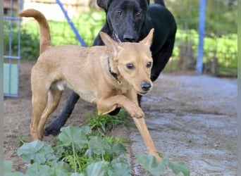 Pippo - ist reserviert