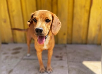 Zoro – Süßer Traumbursche sucht seine eigene Familie