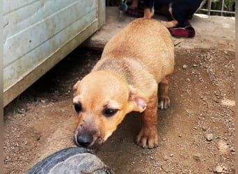 Mini Mina - zuckersüße Zaubermaus sucht Familie