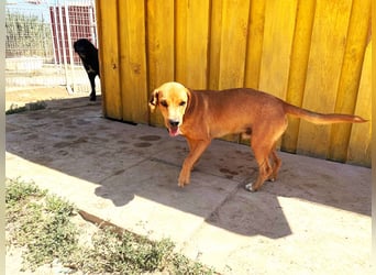 Zoro – Süßer Traumbursche sucht seine eigene Familie