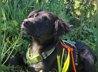 Dusty – Quirliger Welpe mit Herz sucht sein Zuhause