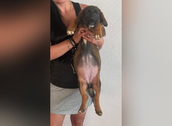 Auf Dackelbeinen in ein neues Leben – Welpenmädchen Dunja
