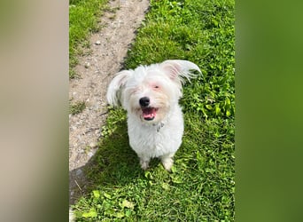 Idefix - immer gut gelaunt und lustig, sucht seine Herzensmenschen