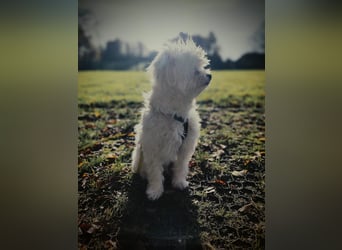 IDEFIX - süßer, kleiner Rüde sucht sein Happy End