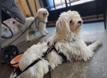 IDEFIX - süßer, kleiner Rüde sucht sein Happy End