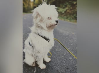 IDEFIX - süßer, kleiner Rüde sucht sein Happy End