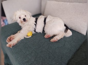 IDEFIX - süßer, kleiner Rüde sucht sein Happy End