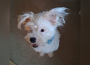 Traumhund Idefix sucht seine Menschen