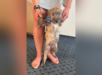 ELSA - kleines Kulleraugen-Mädchen sucht ihre Familie!
