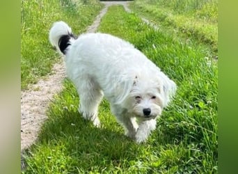 liebenswerter IDEFIX
