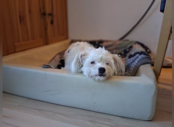 IDEFIX - süßer, kleiner Rüde sucht sein Happy End