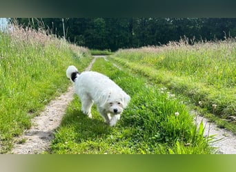 Idefix - immer gut gelaunt und lustig, sucht seine Herzensmenschen