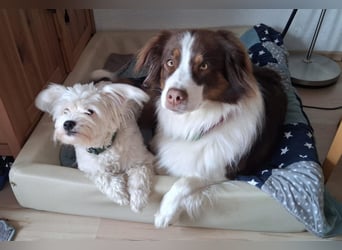 IDEFIX - süßer, kleiner Rüde sucht sein Happy End