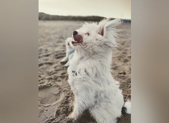 IDEFIX - süßer, kleiner Rüde sucht sein Happy End