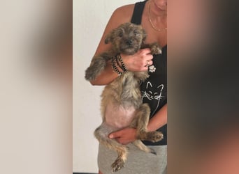 ELSA - kleines Kulleraugen-Mädchen sucht ihre Familie!