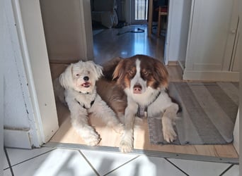 IDEFIX - süßer, kleiner Rüde sucht sein Happy End