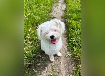Idefix - immer gut gelaunt und lustig, sucht seine Herzensmenschen
