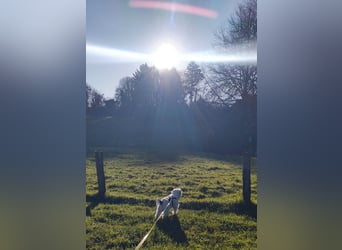 IDEFIX - süßer, kleiner Rüde sucht sein Happy End