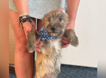 ELSA - kleines Kulleraugen-Mädchen sucht ihre Familie!