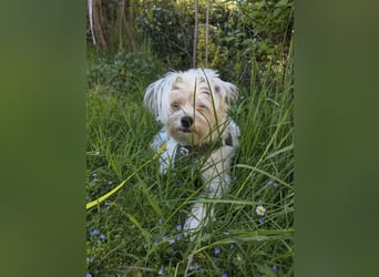 Idefix - immer gut gelaunt und lustig, sucht seine Herzensmenschen
