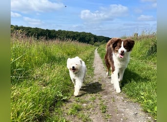Idefix - immer gut gelaunt und lustig, sucht seine Herzensmenschen