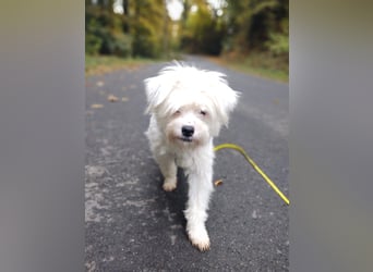 IDEFIX - süßer, kleiner Rüde sucht sein Happy End