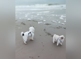 IDEFIX - süßer, kleiner Rüde sucht sein Happy End