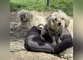 Kim & Klaus gibt’s nur im Doppelpack