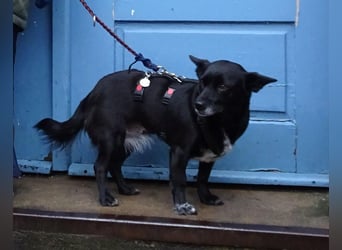 GLINDA - bezaubernde, kleine Hündin sucht Kuschelpartner