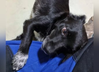 GLINDA - bezaubernde, kleine Hündin sucht Kuschelpartner