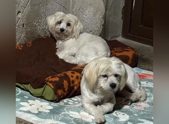 Kim & Klaus - Malteser-Mix-Pärchen - sucht gemeinsames Zuhause