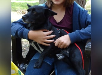 GLINDA - bezaubernde, kleine Hündin sucht Kuschelpartner