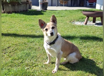 Piccolina sucht ein Zuhause