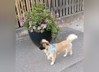 Kleiner Benny sucht neues Zuhause - sein Herrchen ist schwer krank