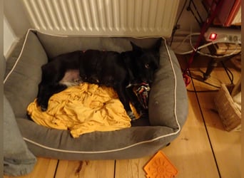 GLINDA - bezaubernde, kleine Hündin sucht Kuschelpartner