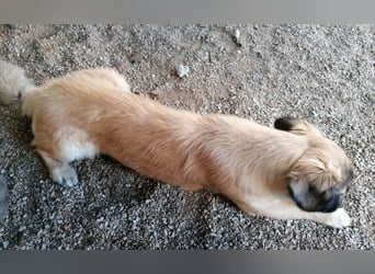Kleiner Benny sucht neues Zuhause - sein Herrchen ist schwer krank