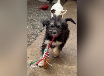 Tierschutz: Über Little Jonny – flauschiges Hundekind sucht Zuhause