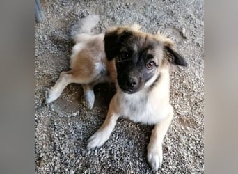 Kleiner Benny sucht neues Zuhause - sein Herrchen ist schwer krank